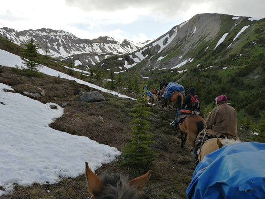 How to find the right Trail or Pack Horse?